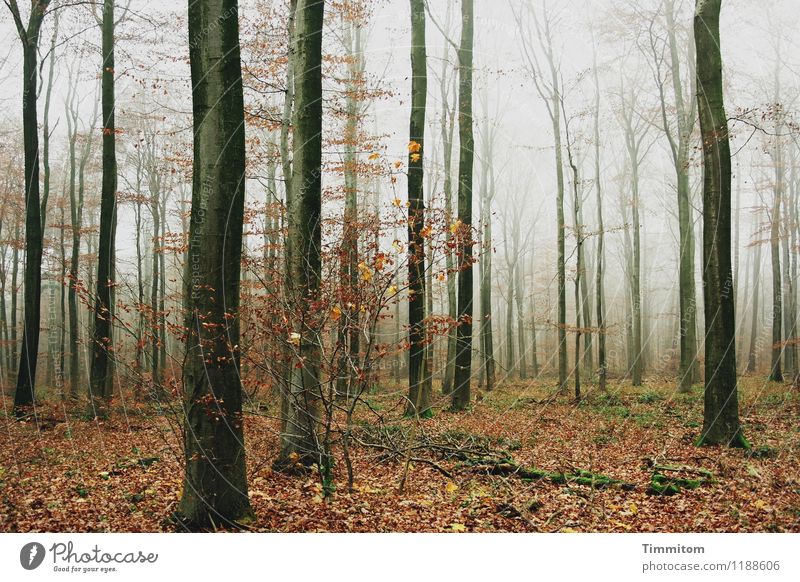 Selbst Bäume werden kahl! Umwelt Natur Pflanze Himmel Herbst Nebel Wald Hügel ästhetisch einfach natürlich braun grau schwarz Gefühle Vergänglichkeit Leben