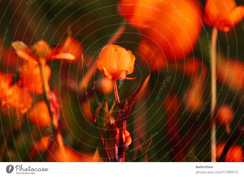 orangner traum Natur Pflanze Sonnenaufgang Sonnenuntergang Frühling Sommer Schönes Wetter Blume Gras Blatt Blüte Wildpflanze Sumpf-Dotterblumen Garten Park