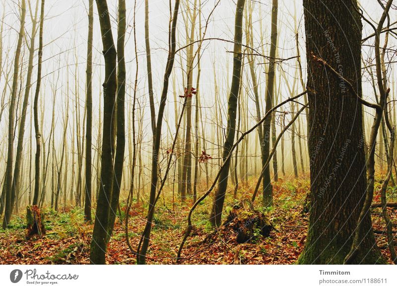 Es war einmal. Umwelt Natur Herbst Nebel Pflanze Baum Wald ästhetisch eckig natürlich braun gelb grün schwarz weiß Gefühle schön Zufriedenheit ruhig Farbfoto