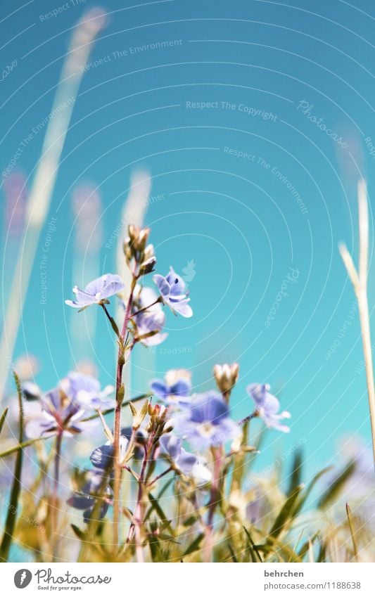 dem himmel entgegen Natur Pflanze Wolkenloser Himmel Frühling Sommer Herbst Schönes Wetter Blume Gras Blatt Blüte Wildpflanze Veronica Garten Park Wiese Feld