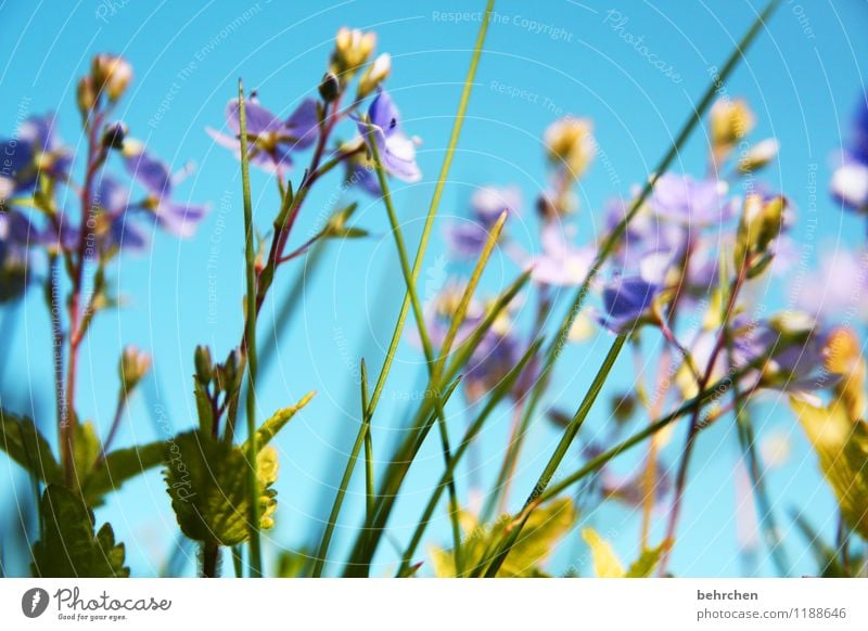 ein hauch sommer Natur Pflanze Himmel Frühling Sommer Schönes Wetter Blume Gras Blatt Blüte Wildpflanze Veronica Garten Park Wiese Feld Blühend Duft Wachstum