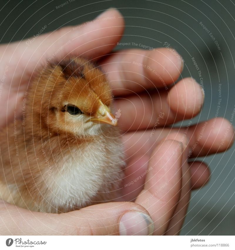 Geborgenheit Freizeit & Hobby Kindheit Hand Finger Nutztier Vogel Liebe klein süß Sicherheit Schutz Küken Mauerschütze Haushuhn Auge Schnabel zerzaust