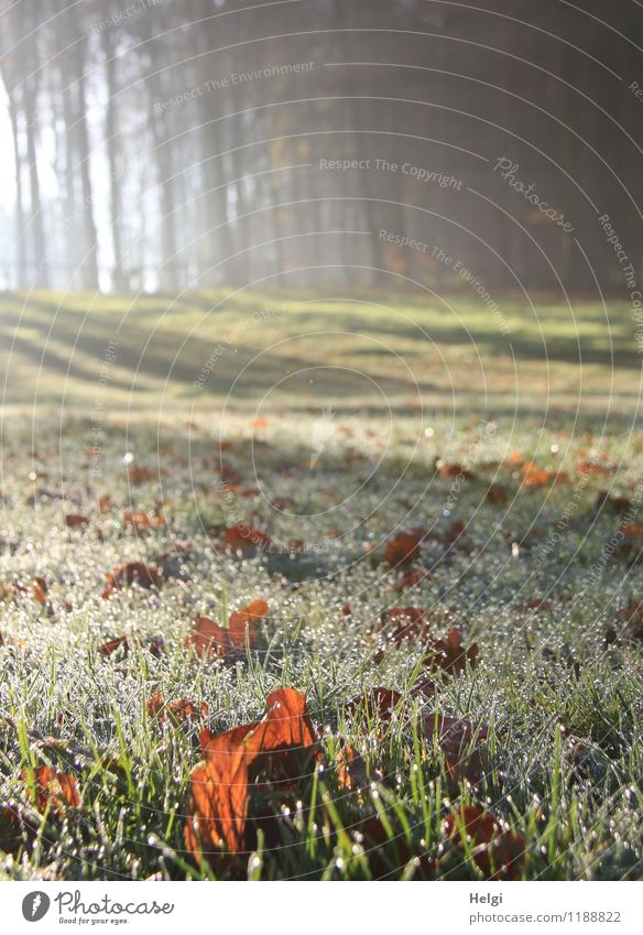 Boden- und Ackertag | Wald und Wiese Umwelt Natur Landschaft Pflanze Wassertropfen Herbst Eis Frost Baum Gras Blatt glänzend leuchten Wachstum ästhetisch