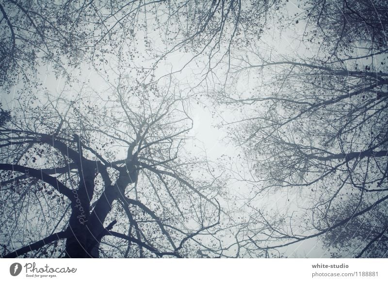 Im Dickicht Umwelt Natur Landschaft Pflanze Baum Wachstum hoch Baumkrone Krone Baumstamm Ast Vernetzung Farbfoto