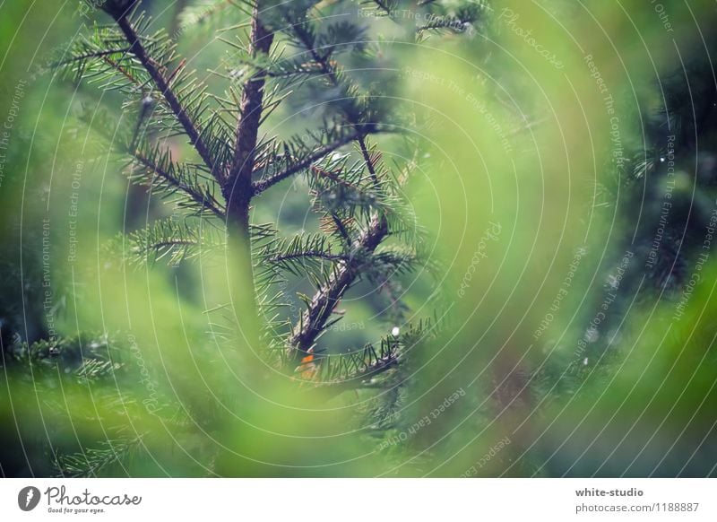 Im Dickicht Herbst Winter Baum Sträucher Neugier Interesse Postkarte Nadel Tanne Tannennadel Zweig Nadelzweig Tannenzweig Detailaufnahme verstecken Ast Geäst