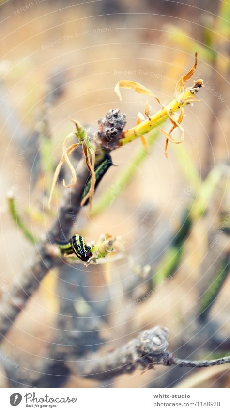 Raupe Nimmersatt krabbeln Schmetterling verwandeln Fressen Glatze langsam Halbschlaf Ernährung Insekt nie Ast klein Farbfoto Außenaufnahme Textfreiraum oben