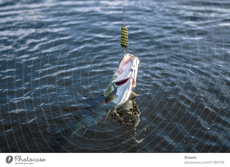 Rapfen am Haken Fisch Raubfisch Friedfisch 1 Tier Wasser fangen kämpfen werfen authentisch frisch lecker muskulös natürlich schleimig Geschwindigkeit schön wild