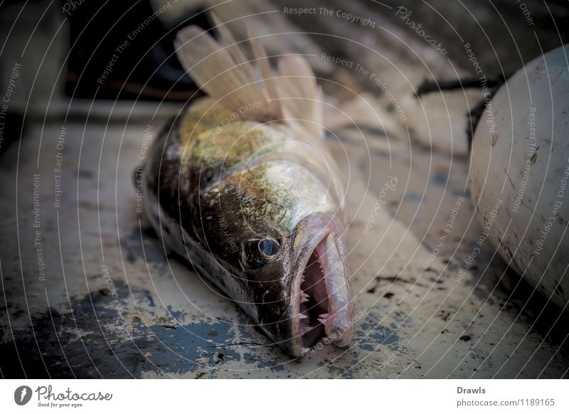 Fangfrischer Boddenzander Fisch Zander Perch 1 Tier fangen Jagd kämpfen Aggression Erfolg Gesundheit glänzend lecker muskulös nachhaltig schleimig wild gelb