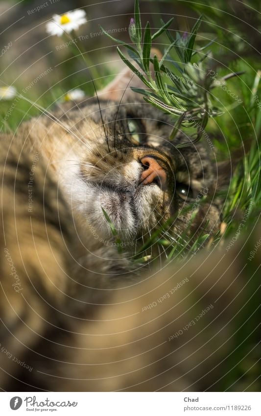 Blümchen Katze Garten Pflanze Wiese Tier Haustier 1 Erholung genießen liegen träumen außergewöhnlich Glück kuschlig braun mehrfarbig grün orange Gefühle