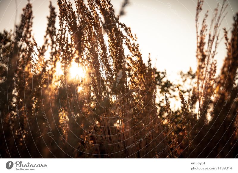 Lichtblick Umwelt Natur Pflanze Himmel Sonne Sonnenaufgang Sonnenuntergang Sonnenlicht Sommer Herbst Schönes Wetter Sträucher Gras Wärme gold orange Stimmung