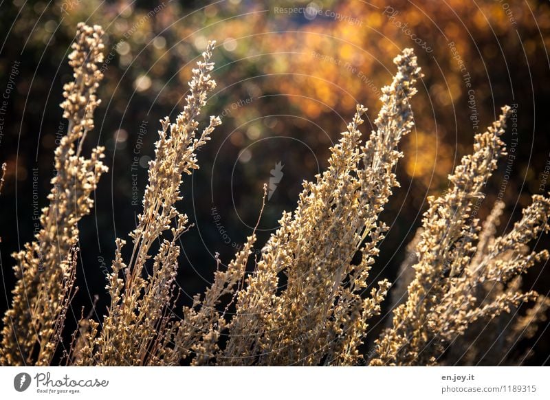 Abendsonne Umwelt Natur Landschaft Pflanze Sonnenlicht Sommer Herbst Klima Schönes Wetter Sträucher Gras Herbstlaub Garten Freundlichkeit Wärme gelb