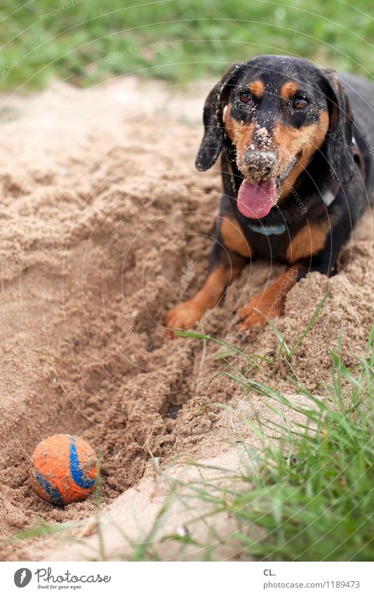 sandnase Freizeit & Hobby Spielen Umwelt Natur Sand Gras Wiese Tier Haustier Hund Tiergesicht Dackel Zunge 1 Ball niedlich Freude Glück Lebensfreude Tierliebe