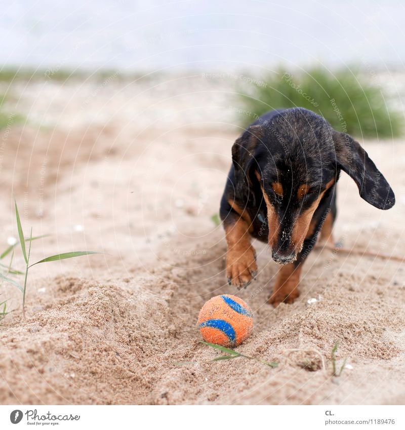 buddeln Freizeit & Hobby Spielen Umwelt Natur Sand Gras Flussufer Strand Tier Haustier Hund Tiergesicht Pfote Dackel 1 Ball Fröhlichkeit niedlich Freude