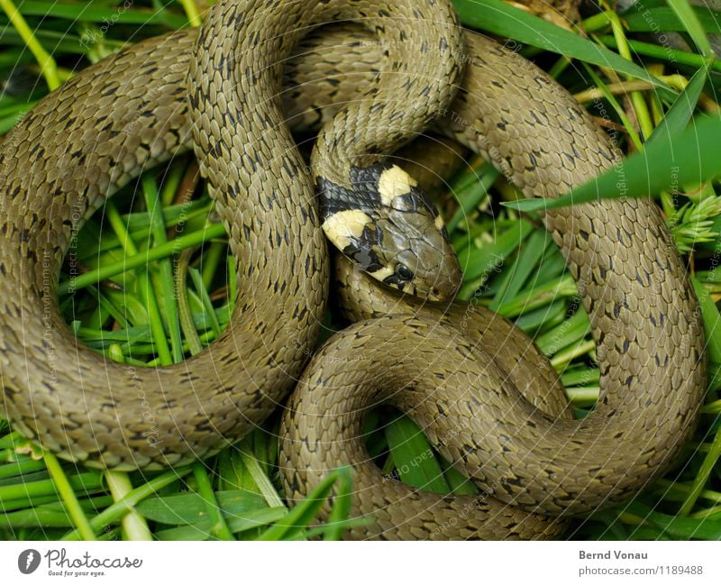 Joachim Schlange 1 Tier schön Ringelnatter Windung Schlangenlinie schlangenförmig elegant Muster Tierhaut Wildtier Gras Kurve gefangen grün braun Farbfoto