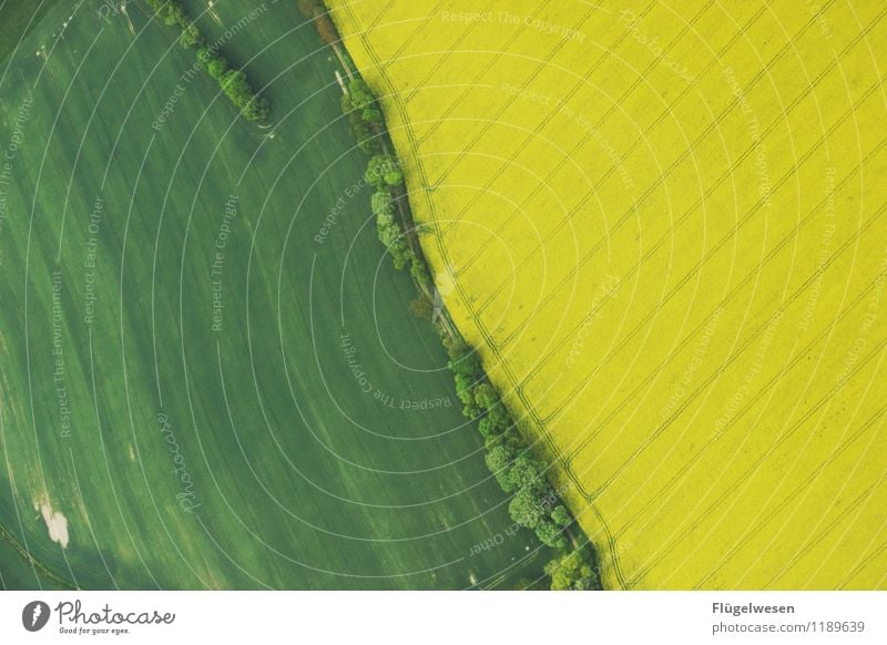 Grün/Gelb Lebensmittel Ausflug Ferne Freiheit Umwelt Natur Landschaft Klima Klimawandel Wiese Feld dehydrieren Wachstum Blühende Landschaften Grasland Raps