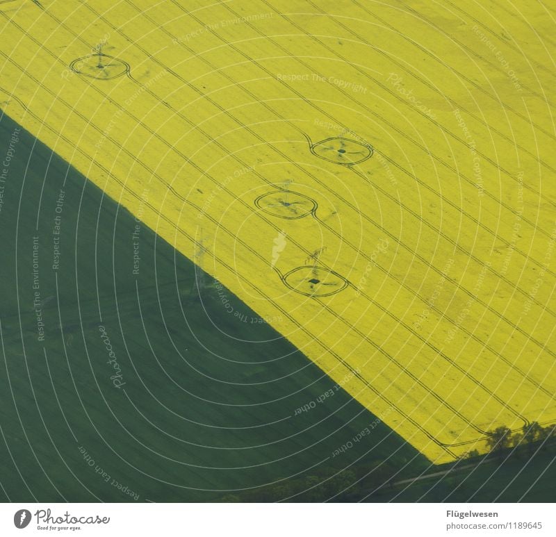 Kornkreise Lebensmittel Ernährung Umwelt Natur Klima Wiese Feld Raps Rapsfeld Rapsöl Rapsblüte Rapsanbau gelb Gelbstich Farbfoto Außenaufnahme Tag