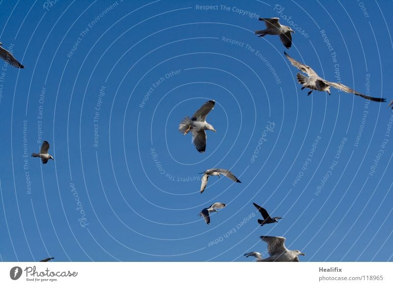 Free as a Bird Vogel Möwe Ferne weiß Angst Panik Himmel blau Freiheit silber hoch Niveau Schönes Wetter fliegen Flügel Feder Wing Feather