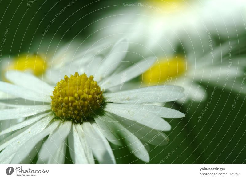 Pflück langsam.... Blume Wiese Gänseblümchen Sommer Frühling weiß gelb Blütenblatt Makroaufnahme Nahaufnahme