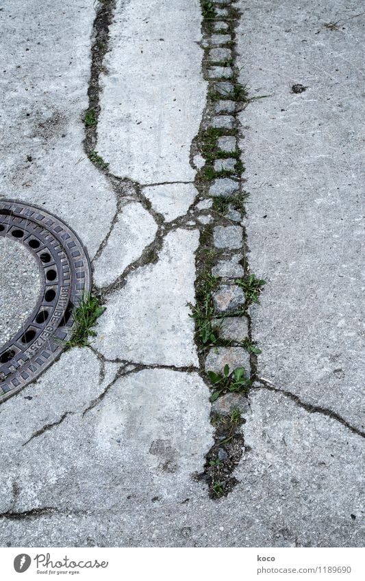 Unter den Pflastern ... Natur Frühling Sommer Pflanze Gras Grünpflanze Löwenzahn Straße Wege & Pfade Kanalisation Pflastersteine Stein Sand Beton Linie Wachstum