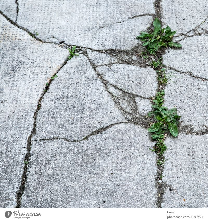 Risse im Asphalt Umwelt Natur Pflanze Erde Frühling Sommer Gras Blatt Grünpflanze Löwenzahn Mauer Wand Straße Wege & Pfade Stein Beton Linie Netzwerk Wachstum