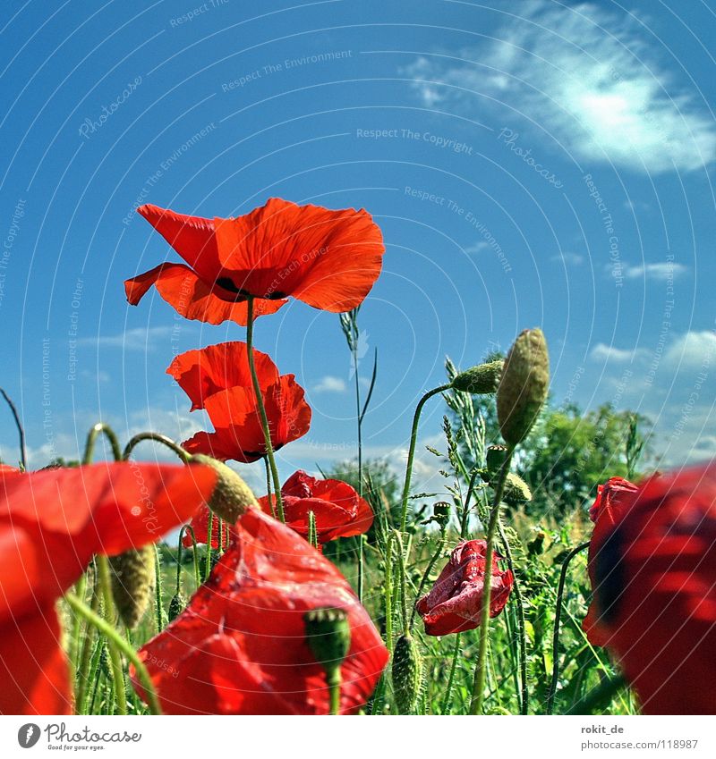 Klatsch... Mohn rot grün Wiese Klatschmohn Stengel Blüte Sommer beruhigend Gras Wolken Sträucher Blume Feld Freude winbestäubung milchsaft blau Himmel Samen