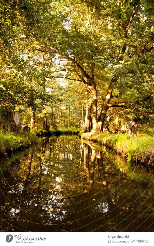 Spreewaldtour Umwelt Natur Landschaft Wasser Sommer Schönes Wetter Pflanze Baum Laubwald Wald Flussufer Brandenburg Deutschland entdecken Erholung erleben