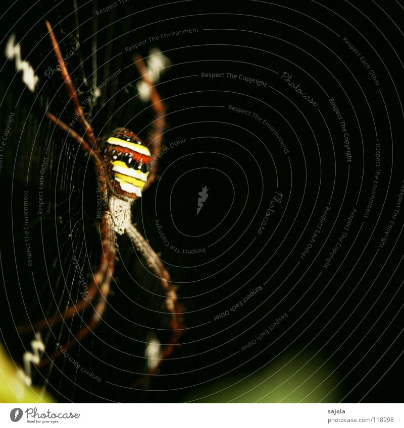 argiope Natur Tier Urwald Spinne 1 Streifen Netz gelb rot schwarz gestreift Beine Kopf Radnetzspinne Singapore Spinnennetz Asien Nähgarn Farbfoto mehrfarbig