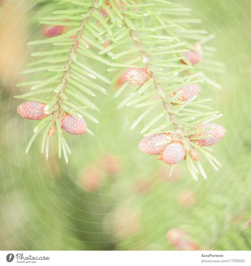 O´zapft is Umwelt Natur Pflanze Frühling Sommer Baum Wildpflanze Wald ästhetisch hell natürlich braun grün Nadelbaum Tannennadel Zapfen Zweige u. Äste Farbfoto