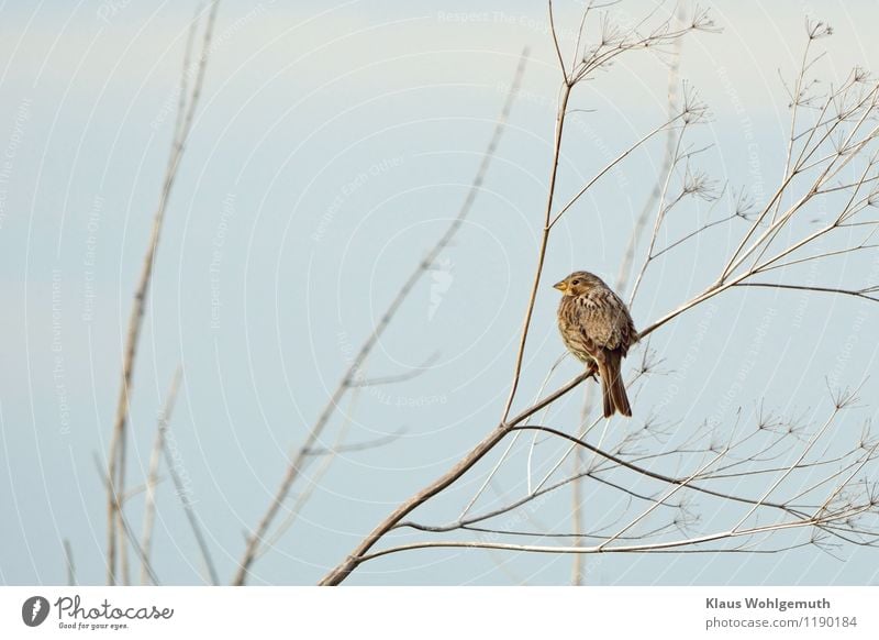 Kein Spatz in der Hand Umwelt Natur Tier Himmel Wolkenloser Himmel Frühling Sommer Schönes Wetter Wiese Feld Vogel Tiergesicht Grauammer Ammer 1 sitzen warten