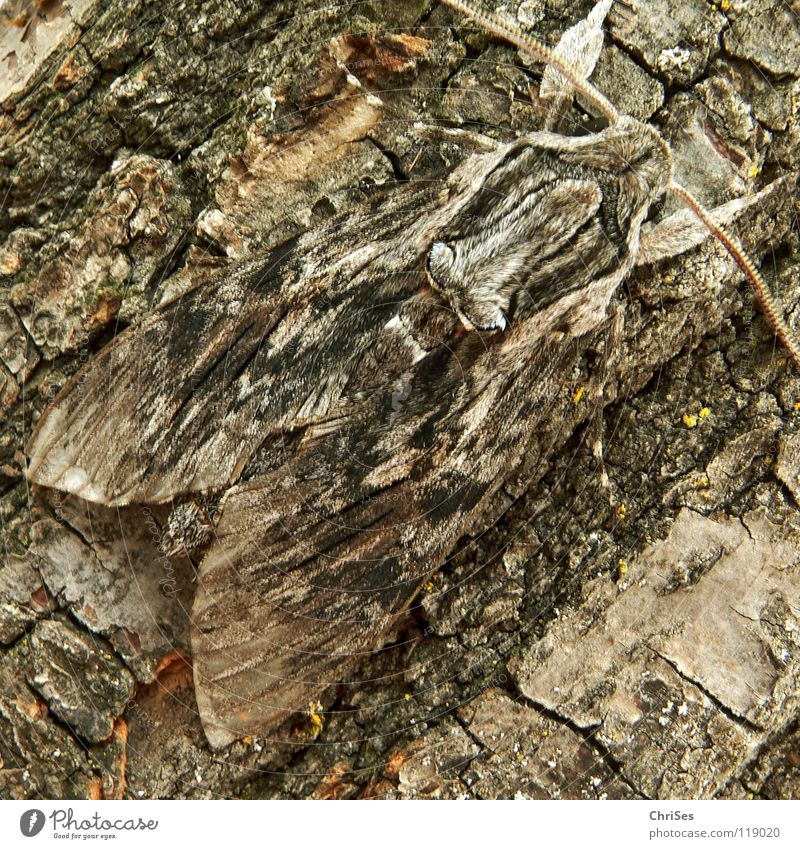 Tarnanzug : Windenschwärmer_04 (Agrius convolvuli) Schmetterling Täuschung Baumrinde Tarnung Insekt Tier Sommer grau braun rot Fühler wandern Motte Tarnfarbe