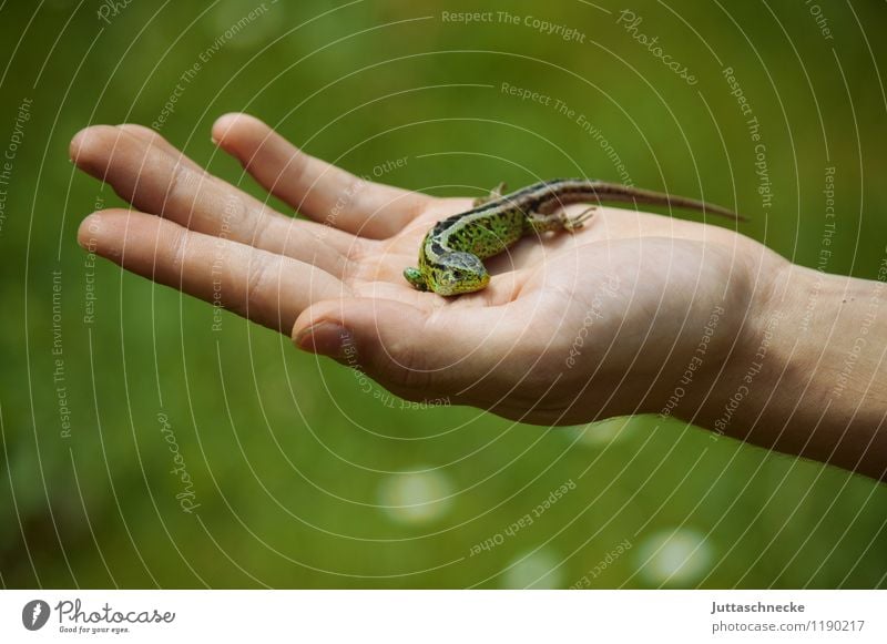 Eidechse Hand Natur Tier Sommer Wildtier Schuppen 1 berühren krabbeln sitzen tragen niedlich grün Tierliebe Rettung Schutz Umwelt Umweltschutz Halt Echsen klein