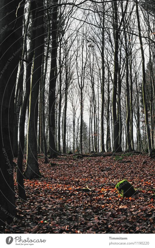 Andachtsraum. Umwelt Natur Pflanze Herbst Blume Urwald ästhetisch dunkel natürlich braun schwarz Gefühle Wachsamkeit ruhig Ast kahl Stein Moos Blatt