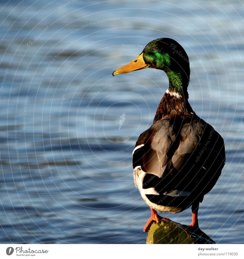 Ducktales Vogel Schnabel grün braun wasserdicht Steigung Aussicht Oberfläche Wellen nass feucht Erpel Ente wasservogel fliegen Flügel Feder Farbe reflektion