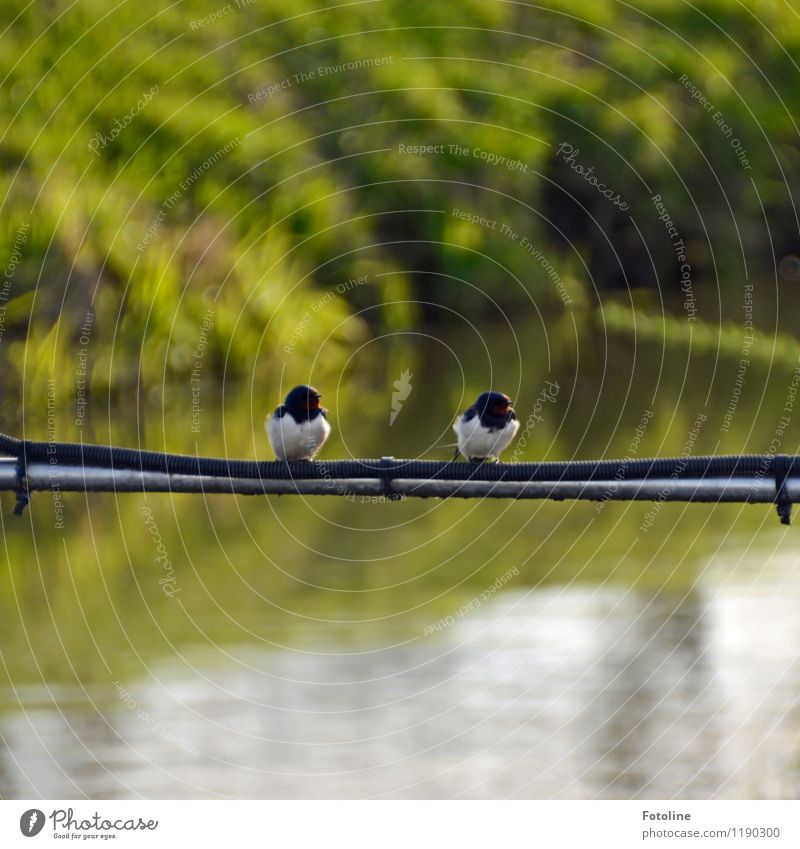 Verschnaufpause Umwelt Natur Pflanze Tier Urelemente Wasser Schönes Wetter Gras Wiese Feld Küste Flussufer Vogel 2 Tierpaar klein nah grün schwarz weiß Farbfoto