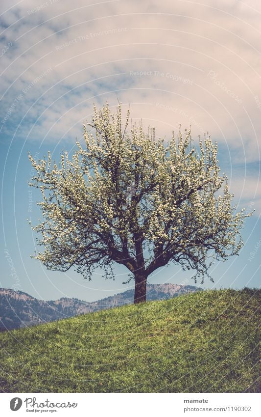 Blossom tree on a hill in Switzerland Natur Pflanze Himmel Wolken Sonnenlicht Frühling Schönes Wetter Baum Wiese Hügel Berge u. Gebirge Gipfel Menschenleer