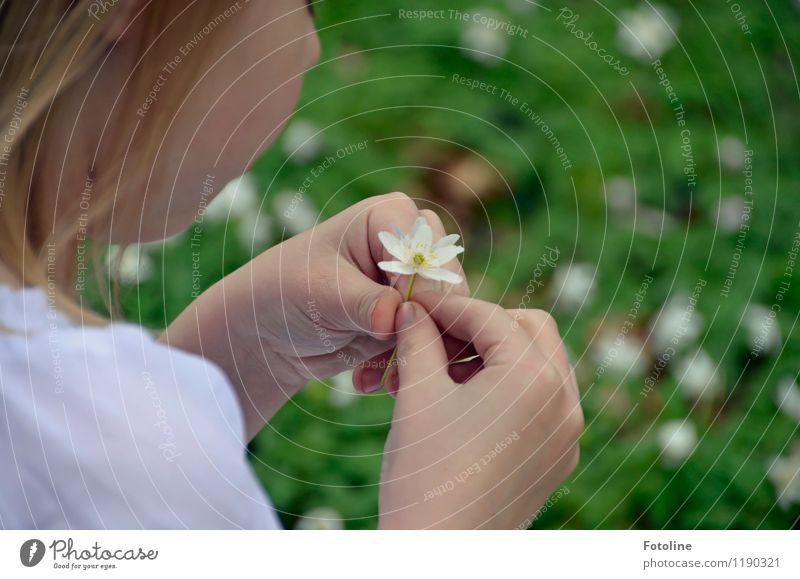 Blümchen Haut Kopf Finger Umwelt Natur Pflanze Frühling Schönes Wetter Blume Blüte Wald frisch hell klein nah grün weiß Buschwindröschen Farbfoto mehrfarbig