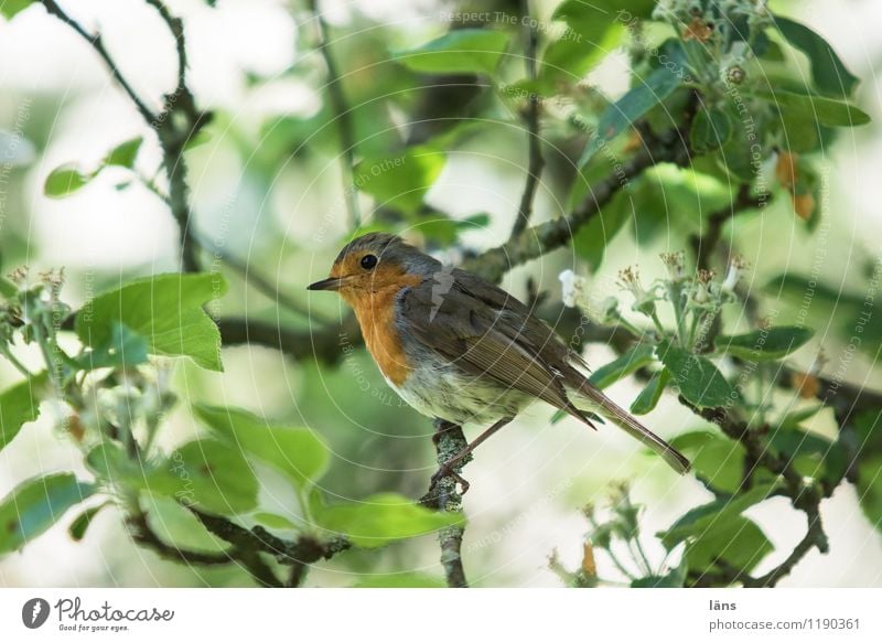 alles im grünen Bereich Natur Frühling Baum Garten Vogel 1 Tier sitzen niedlich rot achtsam Rotkehlchen Apfelbaum Ast Außenaufnahme Menschenleer