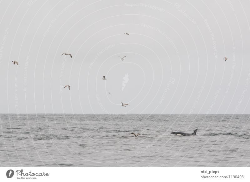 Wir müssen reden ... Umwelt Natur Landschaft Wasser Himmel Wolkenloser Himmel Horizont Frühling Herbst Winter Tier Wildtier Möwe Wal Meer Tiergruppe Schwarm