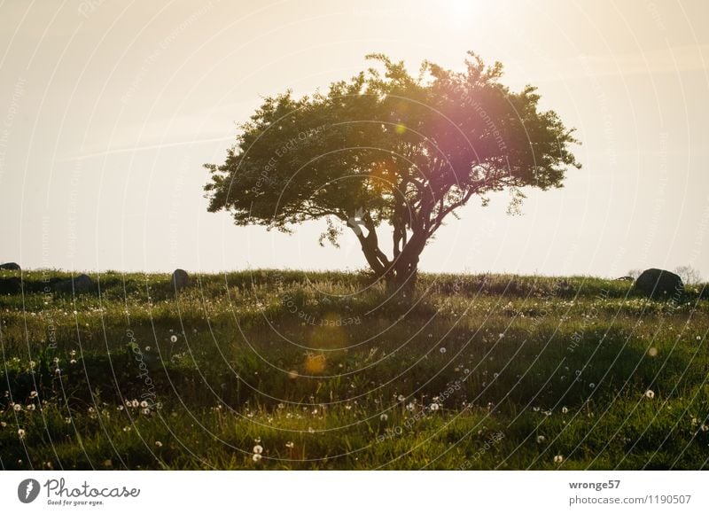 Traum Landschaft Horizont Sonne Sonnenlicht Sommer Baum Sträucher Löwenzahn Schwarzdorn Feld braun gold grün Wiese Löwenzahnfeld Gegenlicht Sonnenstrahlen Rügen