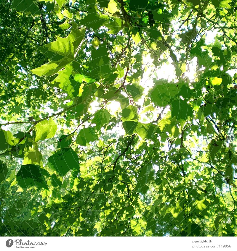 Sonnlicht Licht Sonnenstrahlen Baum Blatt frisch Frühling Mai Juni Hoffnung Wald grün Natur Glück