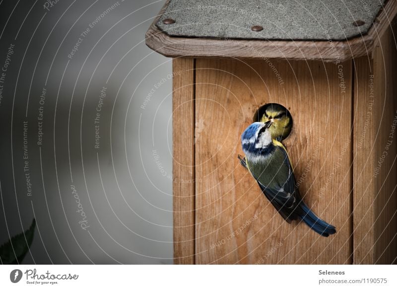 essen fassen Tier Wildtier Vogel Tiergesicht Meisen Blaumeise 2 Tierjunges Tierfamilie Nistkasten füttern Farbfoto Außenaufnahme Textfreiraum links Tierporträt