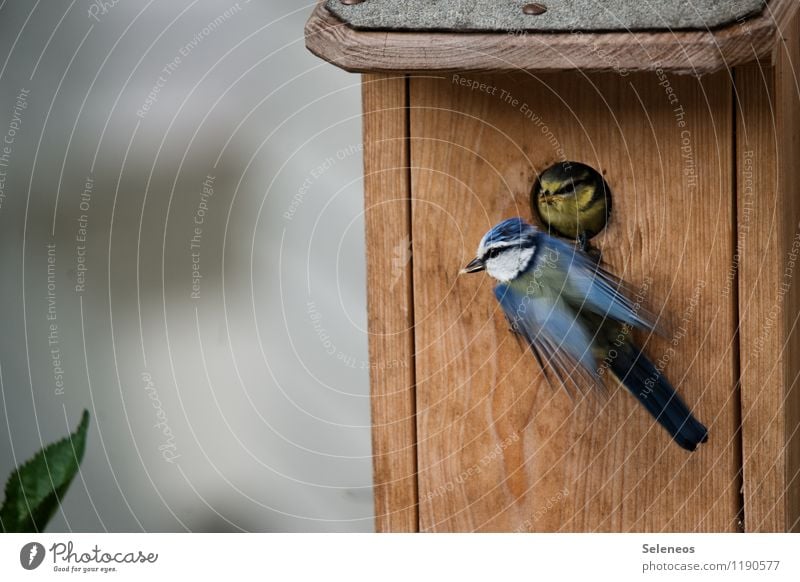 á la carte Umwelt Natur Frühling Garten Park Wiese Tier Wildtier Vogel Tiergesicht Flügel Meisen Blaumeise 2 Tierjunges Tierfamilie füttern klein nah