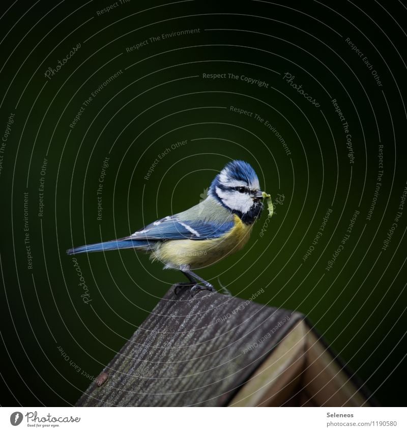 Die fetten Tage Umwelt Natur Frühling Garten Park Wiese Tier Vogel Tiergesicht Flügel Meisen Blaumeise 1 füttern klein natürlich Wurm Made Farbfoto