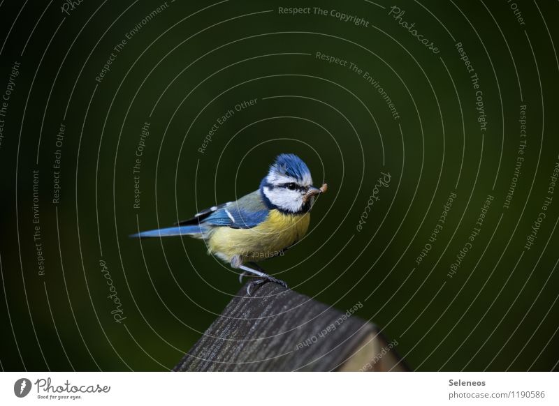 fette Beute Ernährung Essen Umwelt Natur Garten Park Wiese Tier Wildtier Vogel Meisen Blaumeise 1 füttern Wurm Farbfoto Außenaufnahme Textfreiraum oben