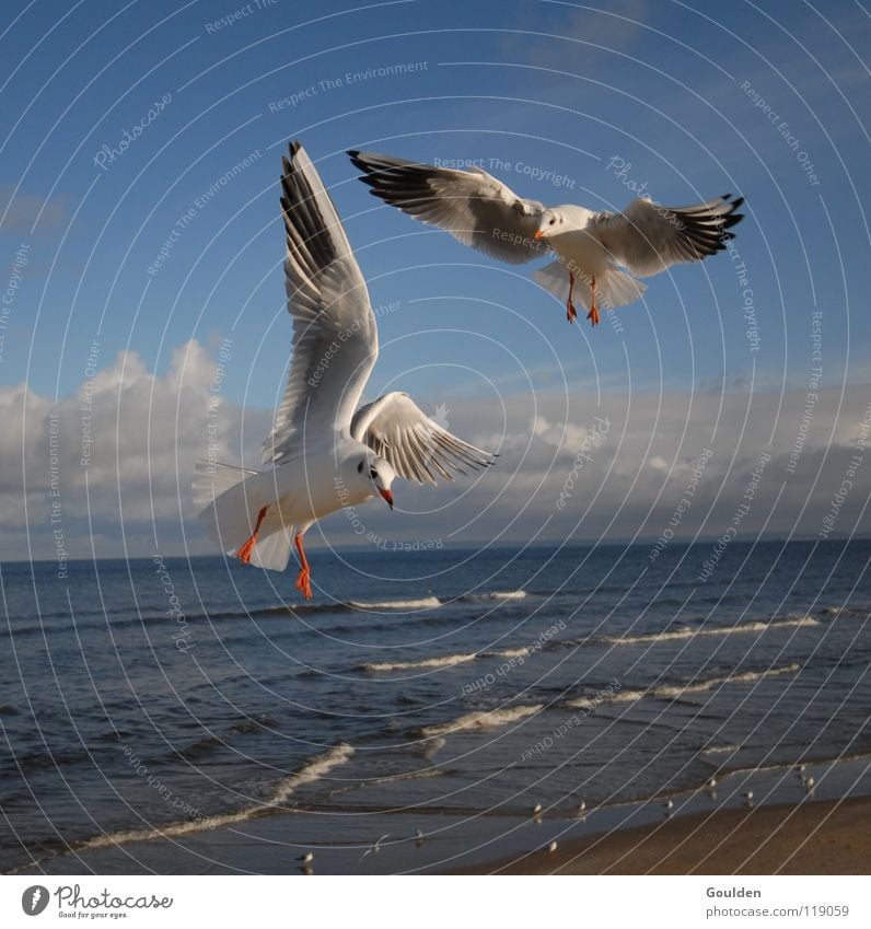 Vochelübawassa 2 Möwe Meer weiß Küste Ferien & Urlaub & Reisen Segeln Wärme Erholung träumen Vogel Lachmöwe Wellen Strand Luft Strömung aufsteigen Himmel blau