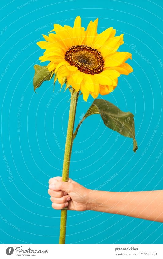 Sonnenblume Sommer Hand Blüte blau gelb grün Halt eine Frühling vertikal Farbfoto Innenaufnahme Hintergrund neutral