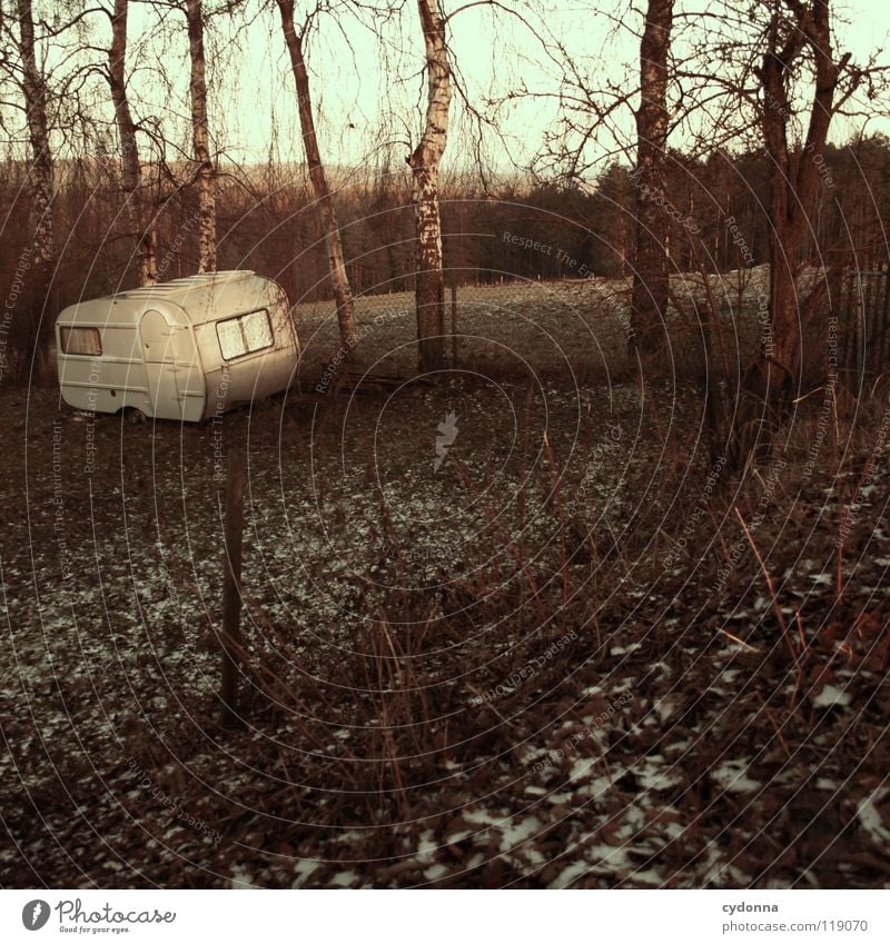 WINTERSCHLAF Winter kalt Einsamkeit ruhig Wiese gefroren Stimmung Sehnsucht Feld Erscheinung Baum bewegungslos Birke Horizont Gedanke Freiheit Erfahrung