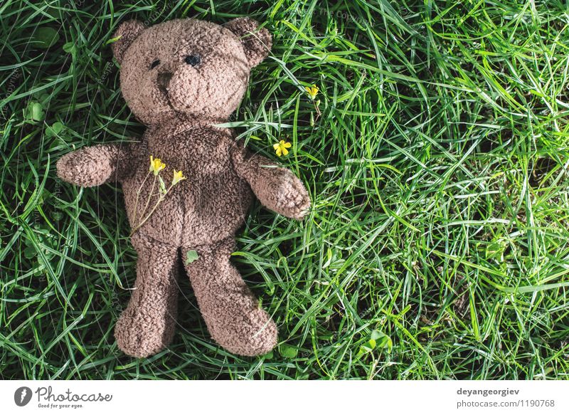 Teddybär auf dem Gras. Freude Dekoration & Verzierung Feste & Feiern Kind Kindheit Tier Park Spielzeug Liebe sitzen natürlich niedlich weich braun gelb grün