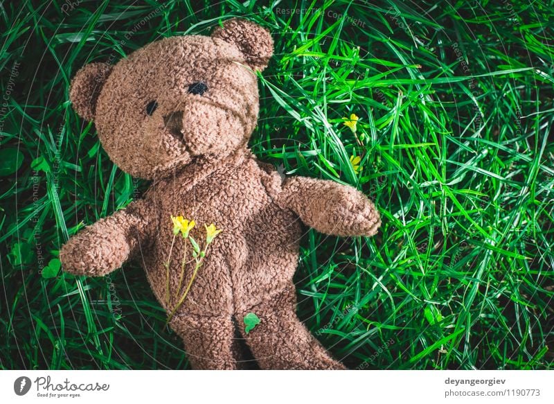 Teddybär auf dem Gras Freude Dekoration & Verzierung Feste & Feiern Kind Kindheit Tier Park Spielzeug Liebe sitzen natürlich niedlich weich braun gelb grün weiß