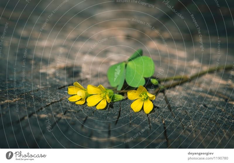 Kleine gelbe Blumen schön Sommer Tisch Natur Pflanze Baum Blatt Blüte alt natürlich wild weiß Holz Hintergrund Frühling hölzern Konsistenz Würze Vase M